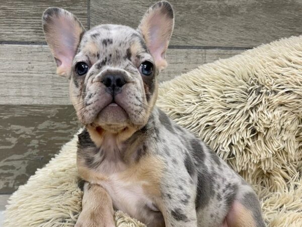 French Bulldog DOG Female Blue Merle 9357 Petland San Antonio, TX