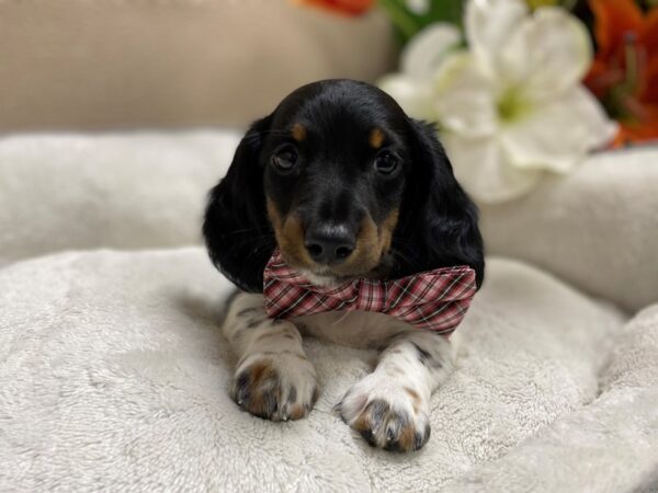 Dachshund DOG Male blk & tn pbld 6452 Petland San Antonio, TX