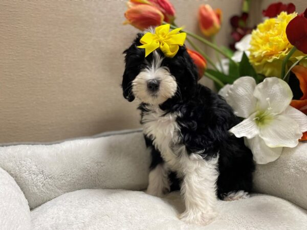 Mini Sheepadoodle-DOG-Female-blk & wh mkgs-6450-Petland San Antonio, TX