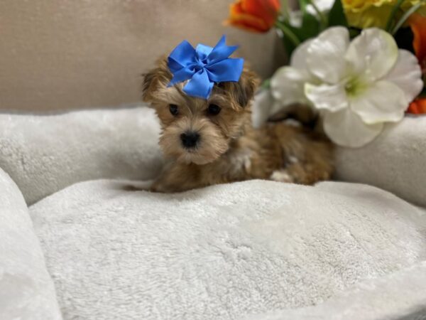 Morkie DOG Female 6449 Petland San Antonio, TX