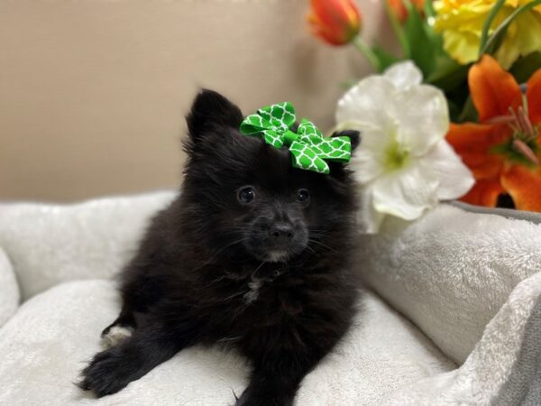 Pomeranian DOG Female blk 6436 Petland San Antonio, TX