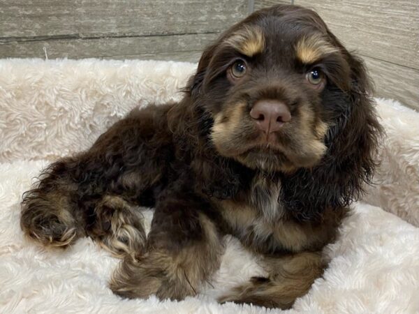Cocker Spaniel-DOG-Female-Chocolate & Tan-9358-Petland San Antonio, TX