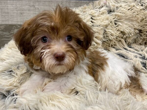 Havanese-DOG-Female-Chocolate Sable & White-9360-Petland San Antonio, TX