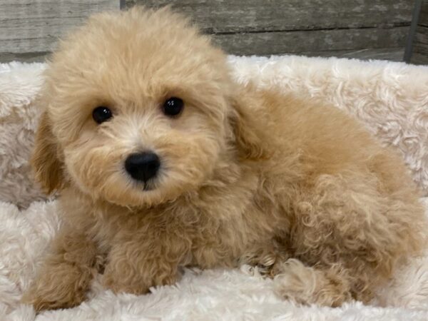 Toy Poodle DOG Male Apricot 9361 Petland San Antonio, TX