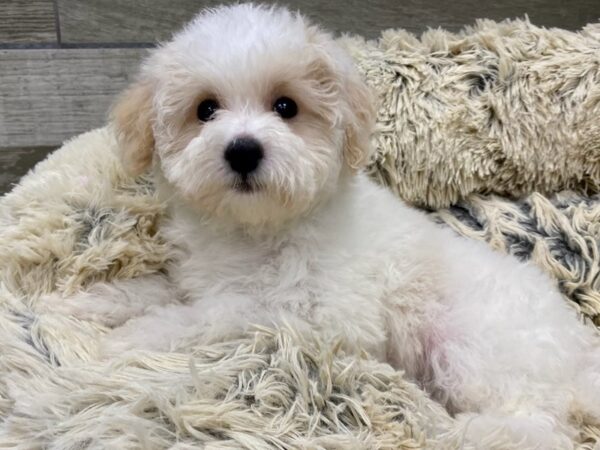 Toy Poodle DOG Male White Apricot 9362 Petland San Antonio, TX