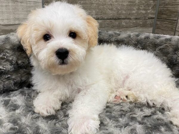 Toy Poodle DOG Male White Apricot 9363 Petland San Antonio, TX