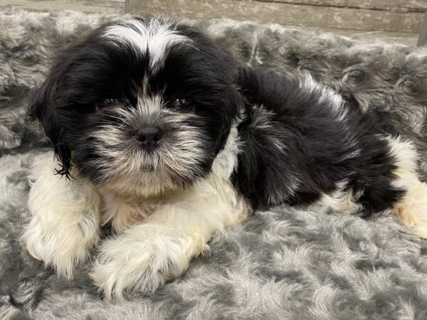 Shih Tzu DOG Male Black & White 9364 Petland San Antonio, TX