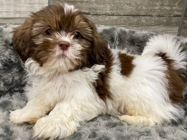 Shih Tzu DOG Male Chocolate & White 9365 Petland San Antonio, TX