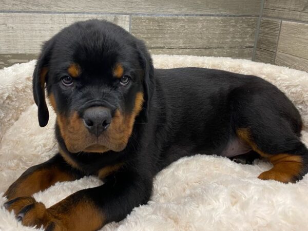 Rottweiler DOG Male Black & Tan 9366 Petland San Antonio, TX