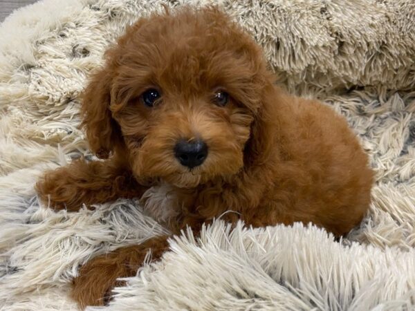 Toy Poodle DOG Female Red 9367 Petland San Antonio, TX