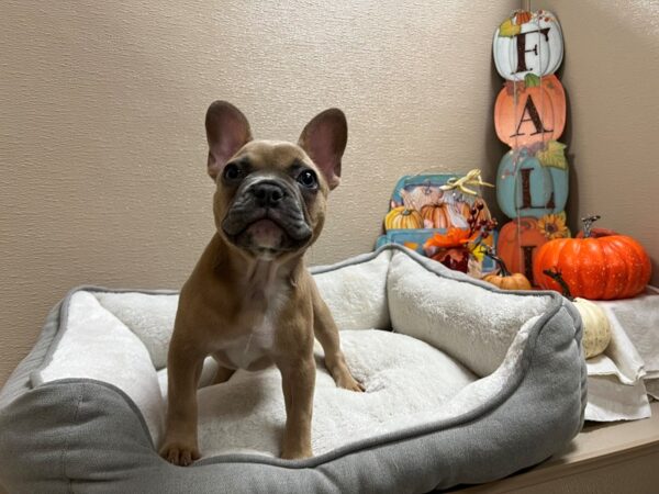 French Bulldog DOG Female bl 6439 Petland San Antonio, TX