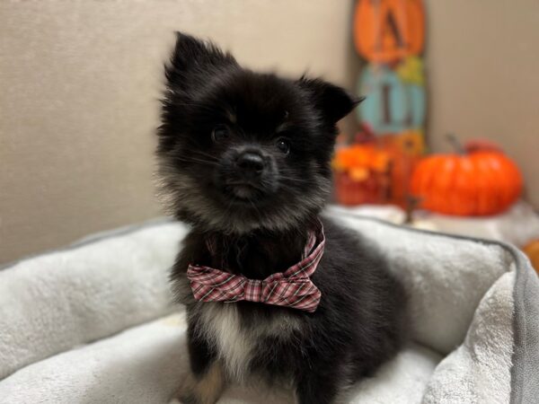 Pomeranian DOG Male blk 6435 Petland San Antonio, TX