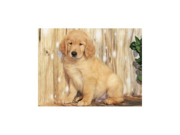 Golden Retriever DOG Male Golden 9369 Petland San Antonio, TX