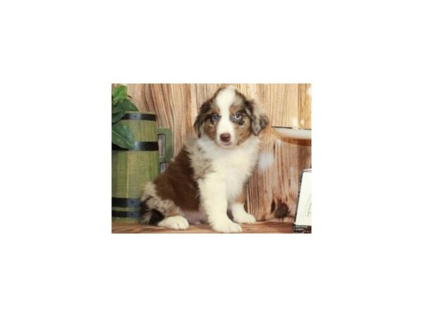 Australian Shepherd DOG Male Chocolate Merle & White 9370 Petland San Antonio, TX