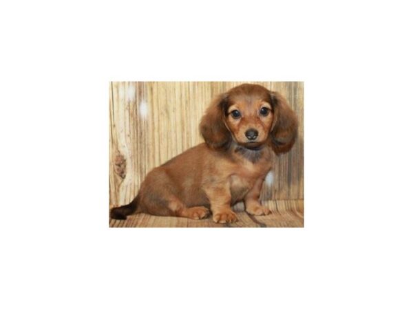 Dachshund DOG Female Red Sable 9371 Petland San Antonio, TX