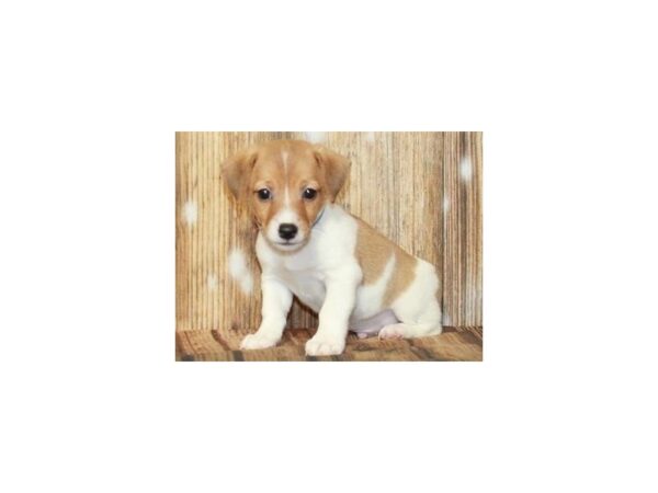 Jack Russell DOG Male White & Red 9372 Petland San Antonio, TX