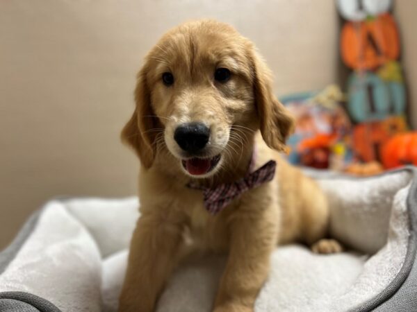 Golden Retriever-DOG-Male-gldn-6454-Petland San Antonio, TX
