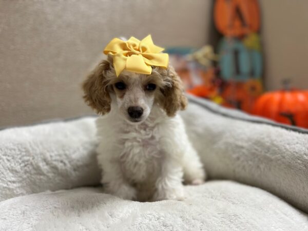 Toy Poodle-DOG-Female-wh & apct parti-6455-Petland San Antonio, TX