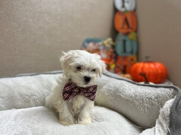 Bichapoo DOG Male wh 6456 Petland San Antonio, TX