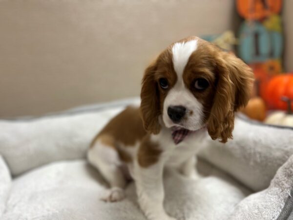 Cavalier King Charles Spaniel DOG Male bheim 6441 Petland San Antonio, TX