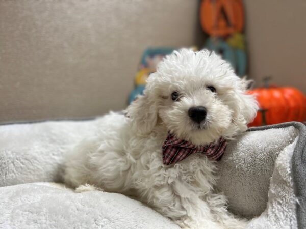 Bichon Frise-DOG-Male-wh-6442-Petland San Antonio, TX