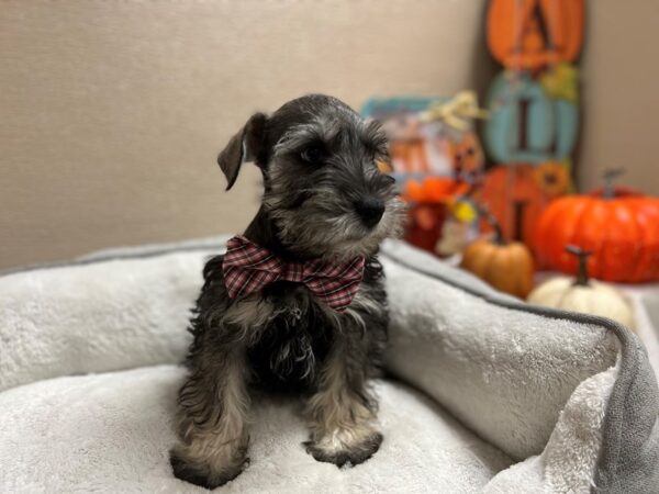 Min Schnauzer DOG Male slt & ppr 6443 Petland San Antonio, TX