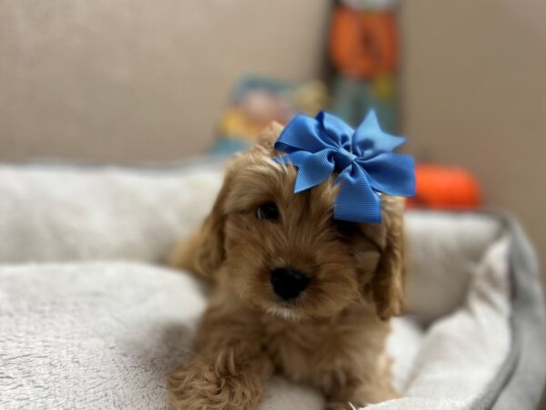 Cavapoo DOG Female apct, wh mkgs 6457 Petland San Antonio, TX