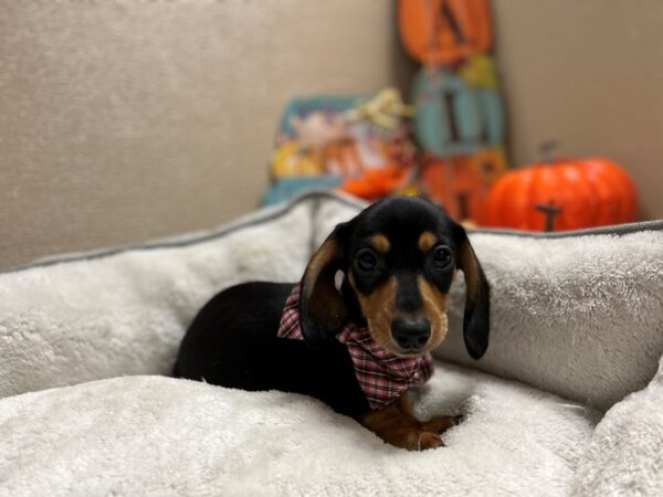 Dachshund DOG Male blk & tn 6458 Petland San Antonio, TX