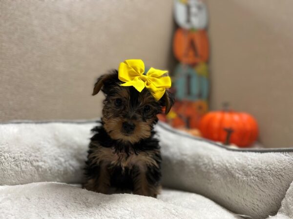 Yorkshire Terrier DOG Female blk & tn 6459 Petland San Antonio, TX