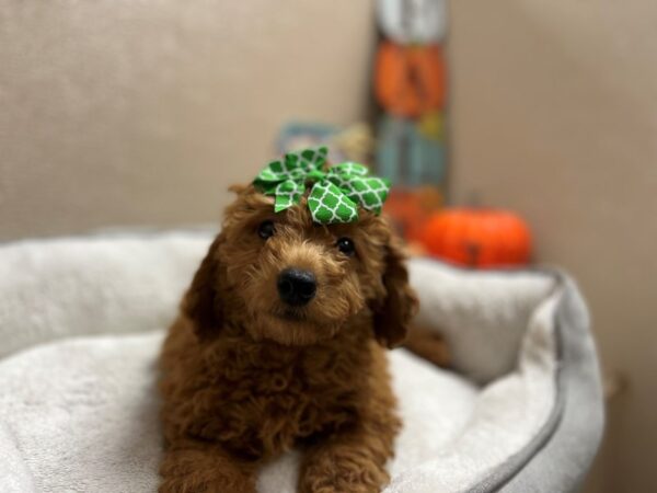 2nd Generation Mini Goldendoodle DOG Female apct 6461 Petland San Antonio, TX