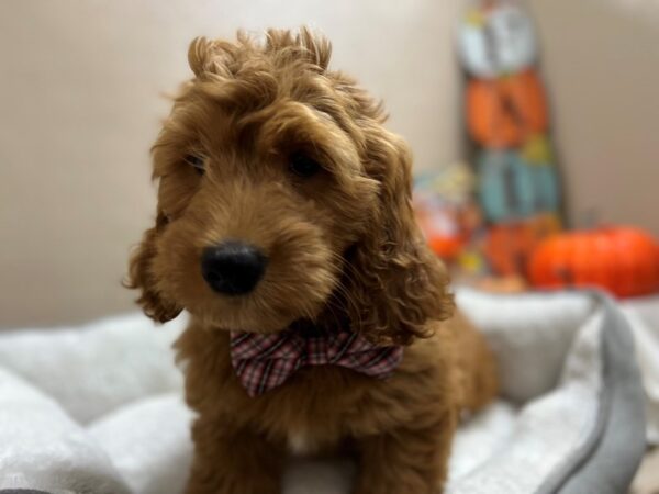 Mini Goldendoodle-DOG-Male-apct, wh mkgs-6462-Petland San Antonio, TX