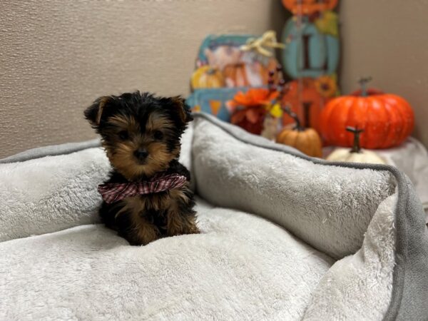 Yorkshire Terrier-DOG-Male-blk & tn-6463-Petland San Antonio, TX