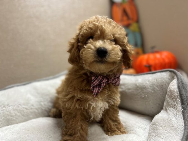 Maltipoo DOG Male apct 6464 Petland San Antonio, TX