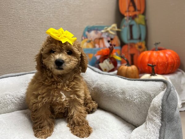 Maltipoo DOG Female apct 6465 Petland San Antonio, TX