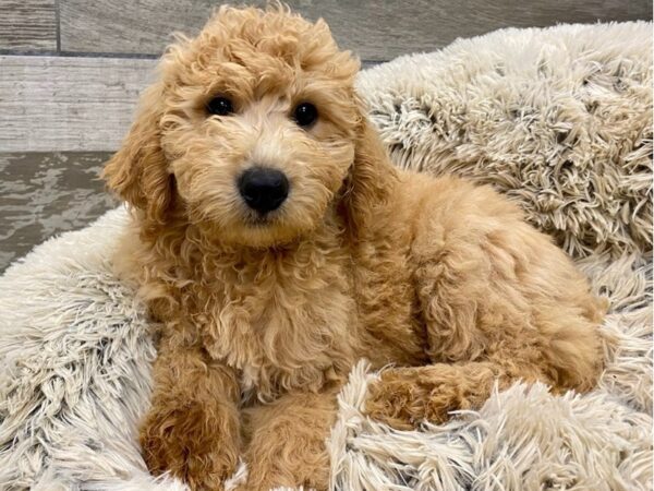 Miniature Goldendoodle DOG Male Cream 9352 Petland San Antonio, TX