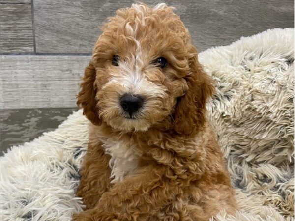 Miniature Goldendoodle DOG Male Apricot 9375 Petland San Antonio, TX