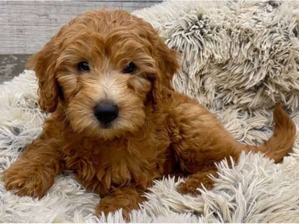 Miniature Goldendoodle-DOG-Female-Apricot-9376-Petland San Antonio, TX
