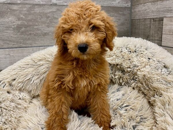 Miniature Goldendoodle DOG Female Cream 9353 Petland San Antonio, TX