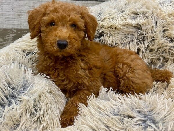 Miniature Poodle-DOG-Male-Red-9373-Petland San Antonio, TX