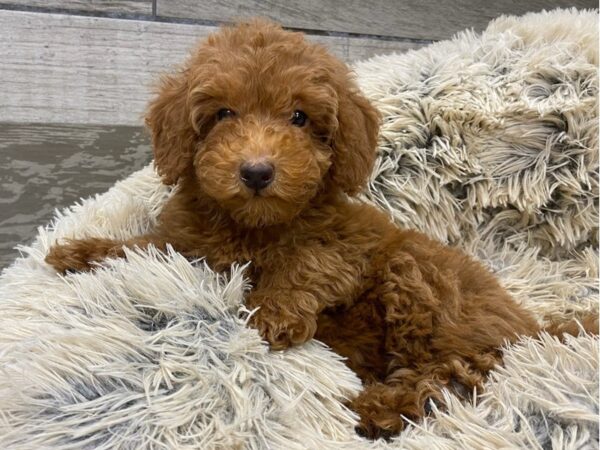 Miniature Poodle-DOG-Female-Red-9374-Petland San Antonio, TX