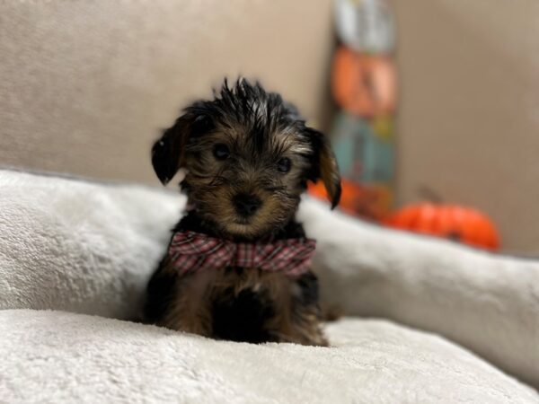 Yorkshire Terrier-DOG-Male-blk & tn-6466-Petland San Antonio, TX