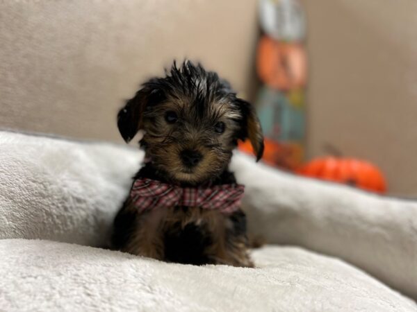 Yorkshire Terrier DOG Male blk & tn 6466 Petland San Antonio, TX