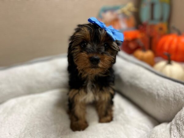 Yorkshire Terrier DOG Female blk & tn 6467 Petland San Antonio, TX