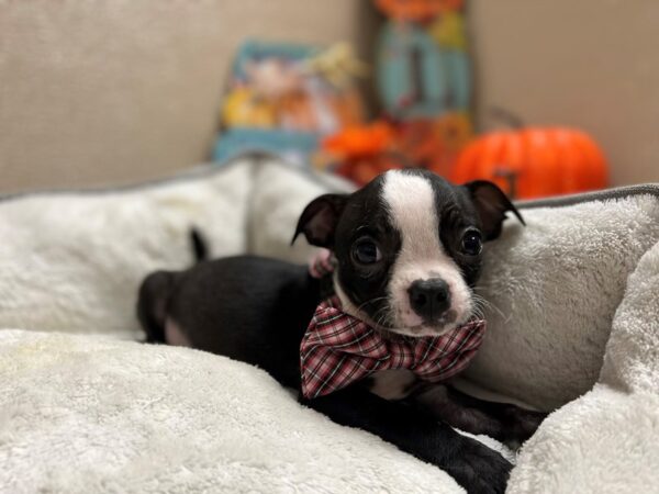 Boston Terrier DOG Male blk & wh 6468 Petland San Antonio, TX