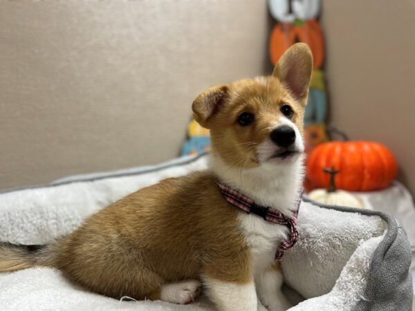 Pembroke Welsh Corgi DOG Male rd, wh mkgs 6470 Petland San Antonio, TX