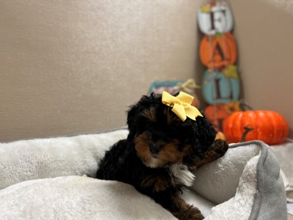 2nd Generation Mini Bernedoodle-DOG-Female-blk & tn-6472-Petland San Antonio, TX