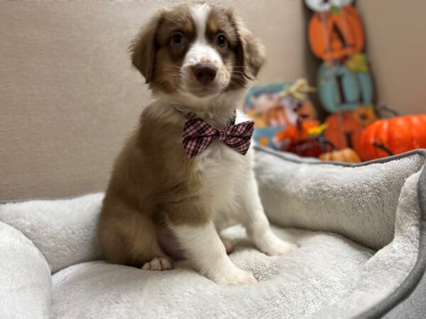 Australian Shepherd-DOG-Male-chlt & tn wh mkgs-6473-Petland San Antonio, TX