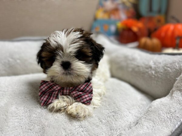 Shih Tzu DOG Male gld & wh 6469 Petland San Antonio, TX