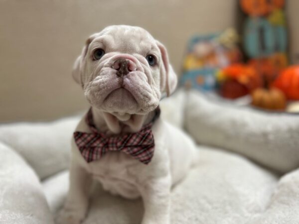 English Bulldog-DOG-Male-rd pbld-6471-Petland San Antonio, TX