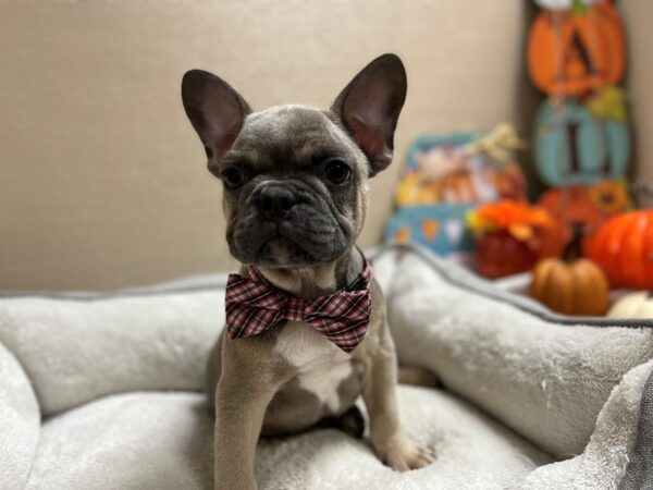 French Bulldog-DOG-Male-bl fn-6460-Petland San Antonio, TX